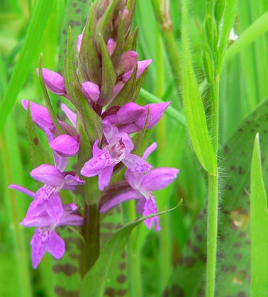 Bredeorchis100505A